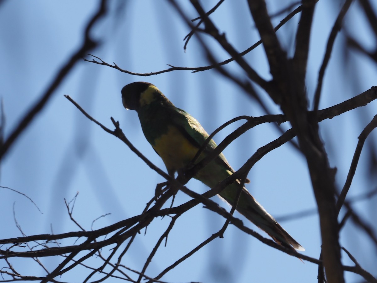Australian Ringneck - ML481011901