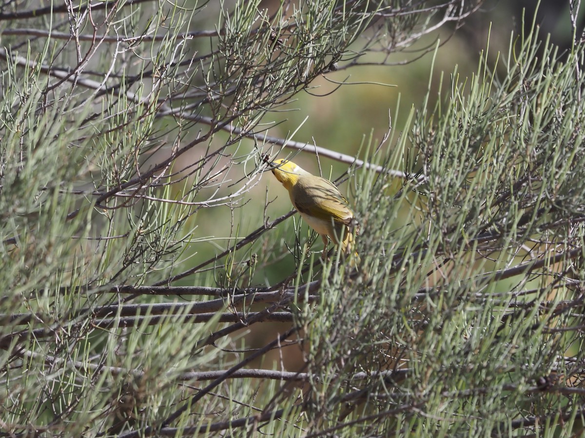 White-plumed Honeyeater - ML481011971