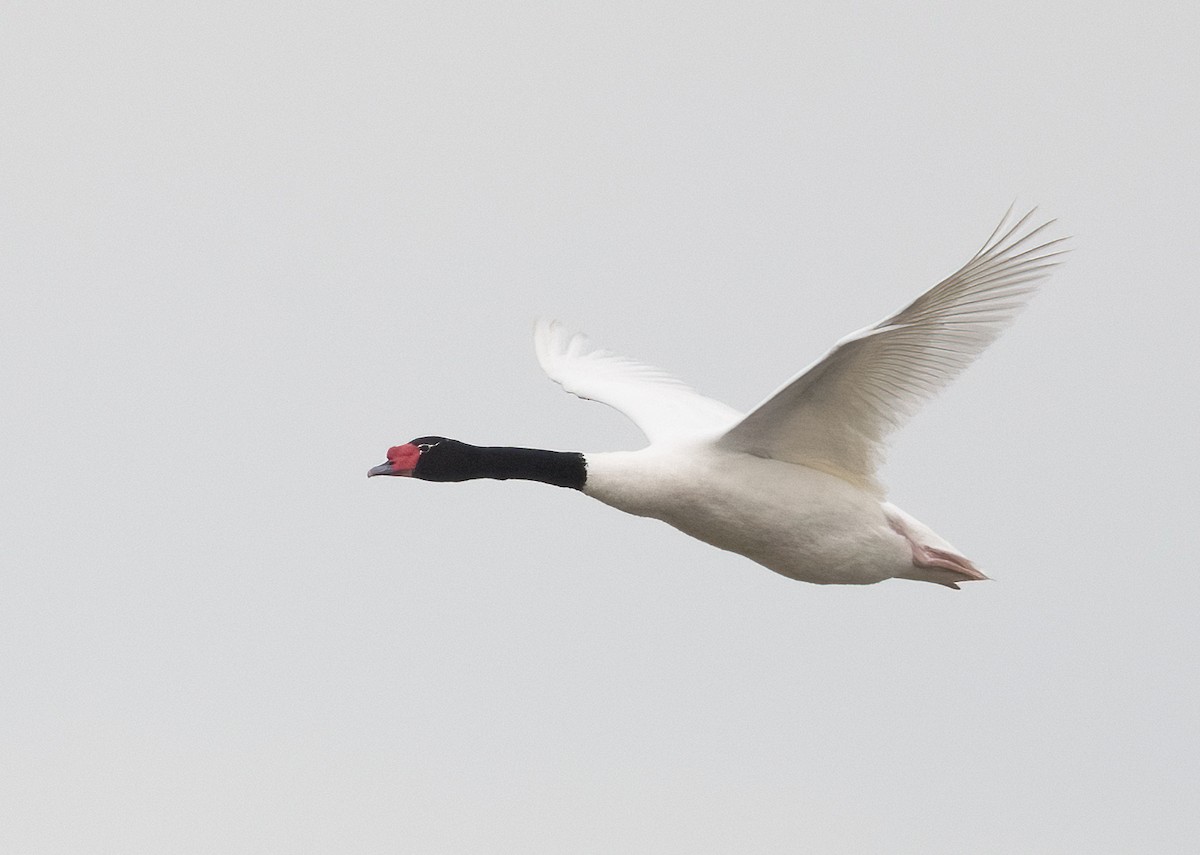 Black-necked Swan - ML481012541