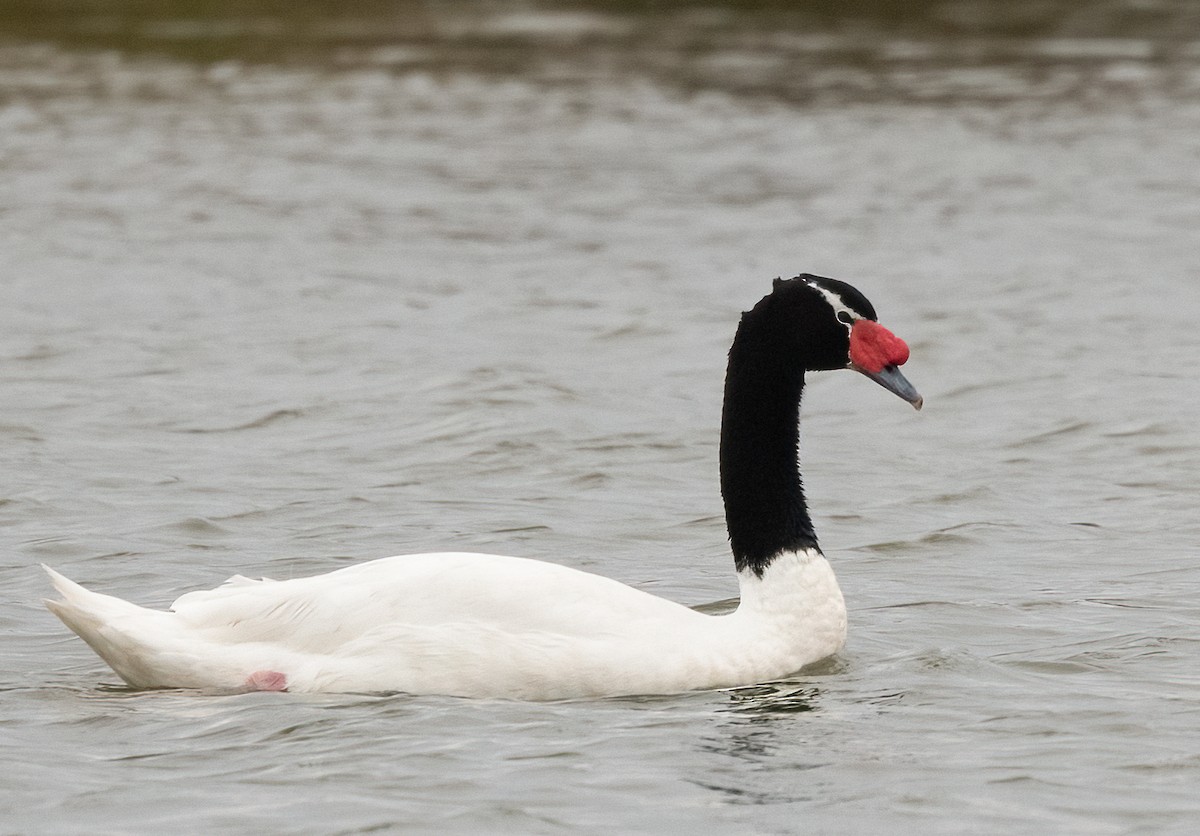 Black-necked Swan - ML481012551