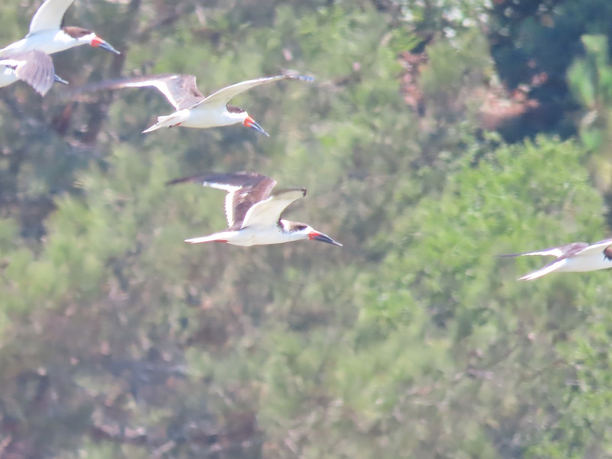 Black Skimmer - ML481012901