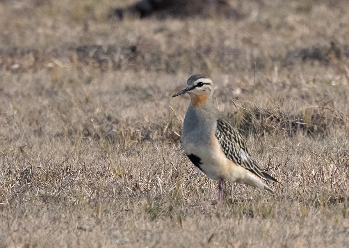 Tawny-throated Dotterel - ML481013291