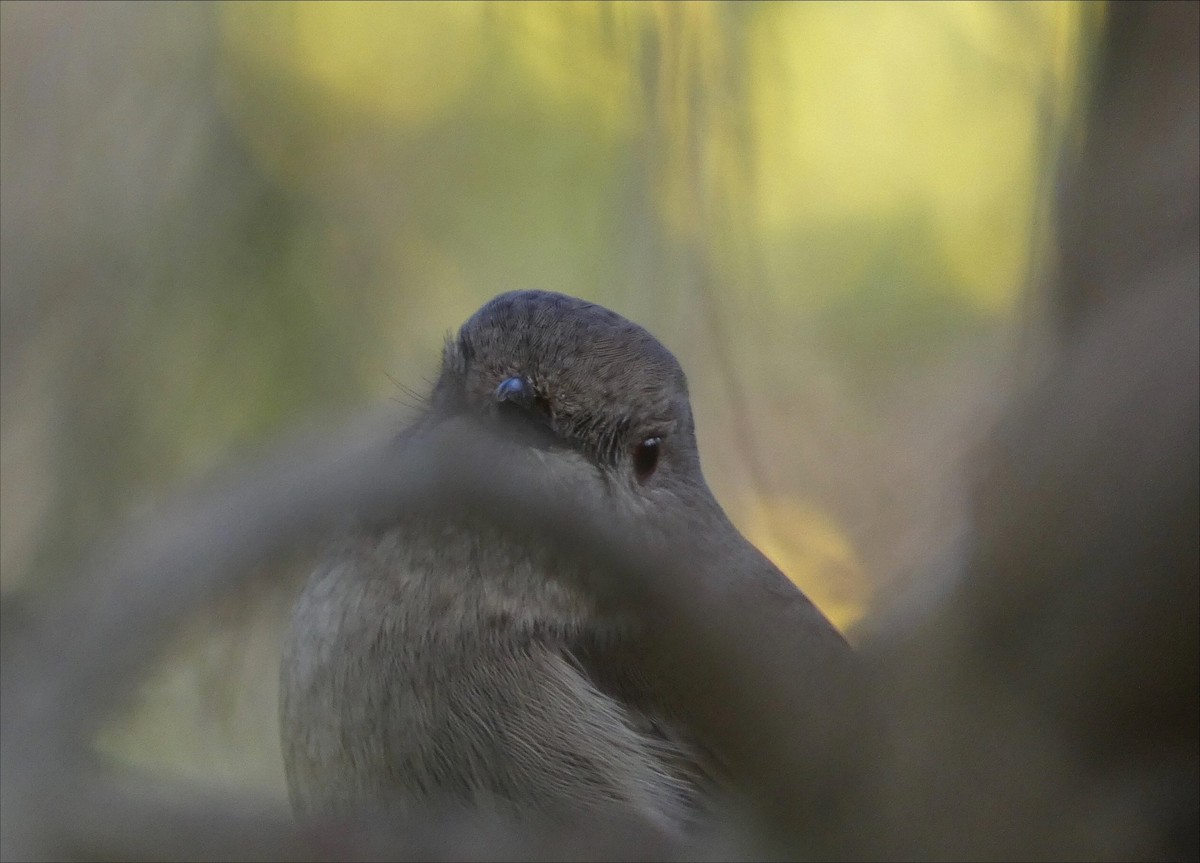Golden Whistler (Eastern) - ML481015471