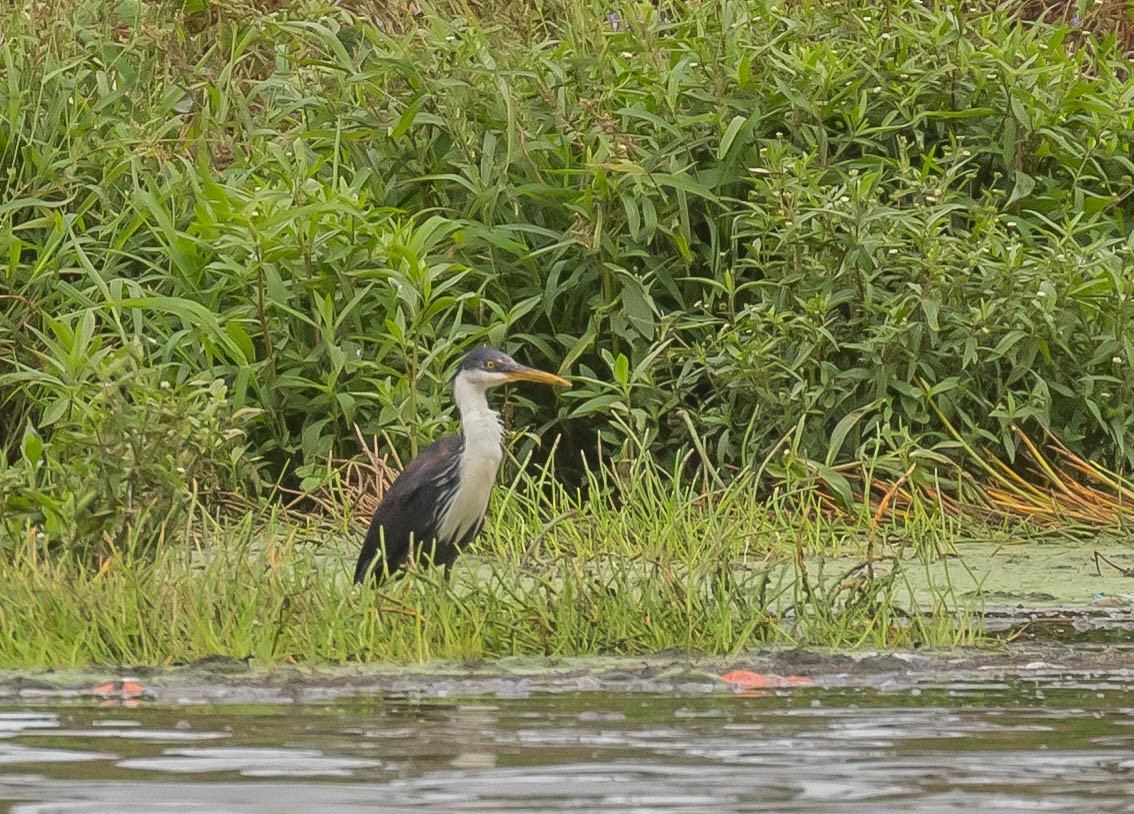 Pied Heron - ML481015591