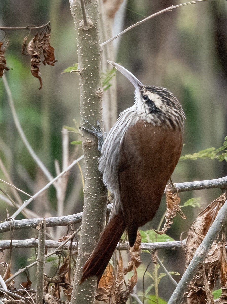 Narrow-billed Woodcreeper - ML481015661