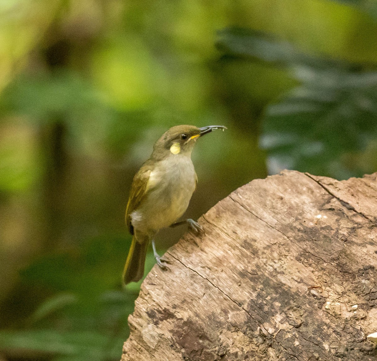 Graceful Honeyeater - ML481015811