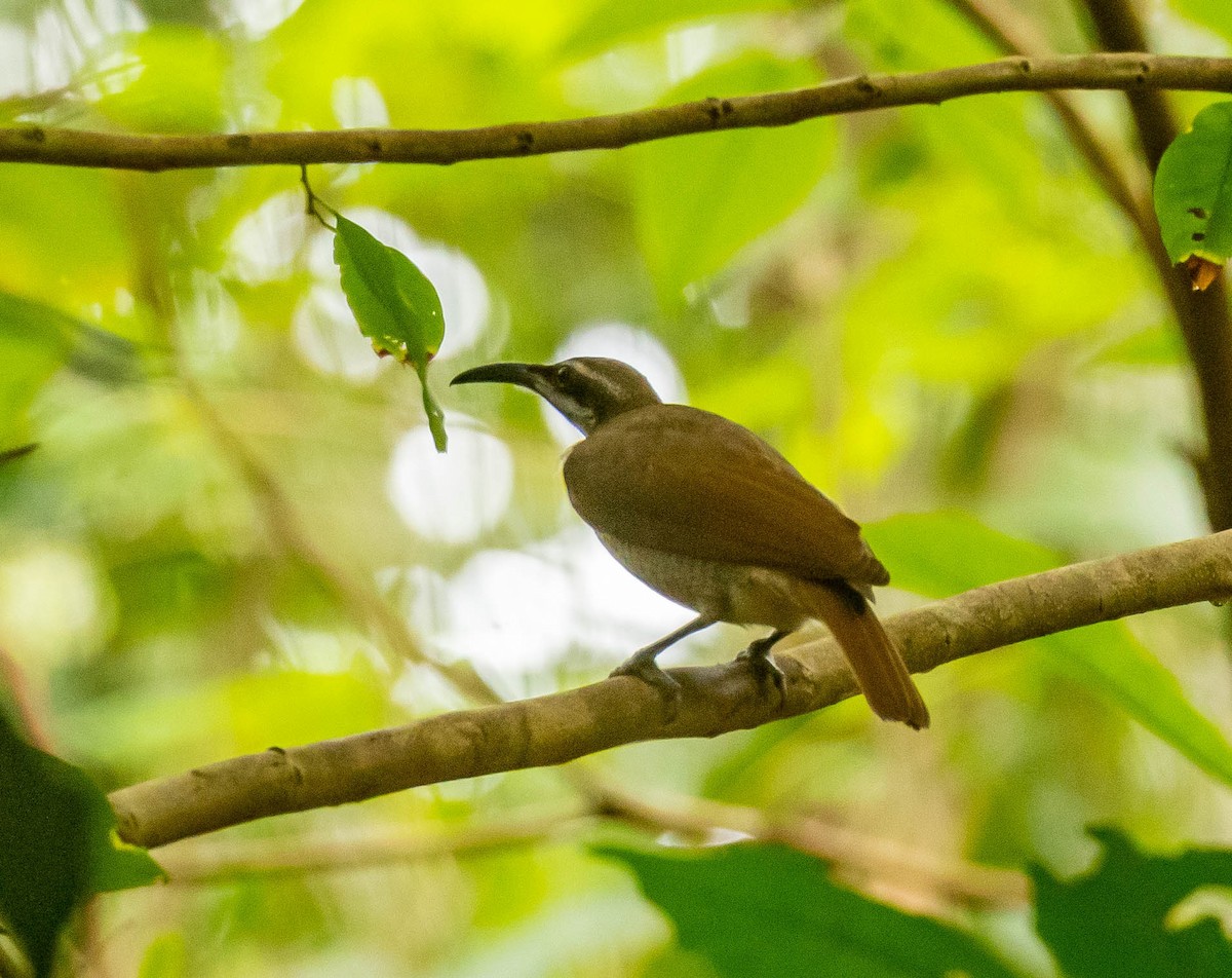 Magnificent Riflebird - Louise Summerhayes