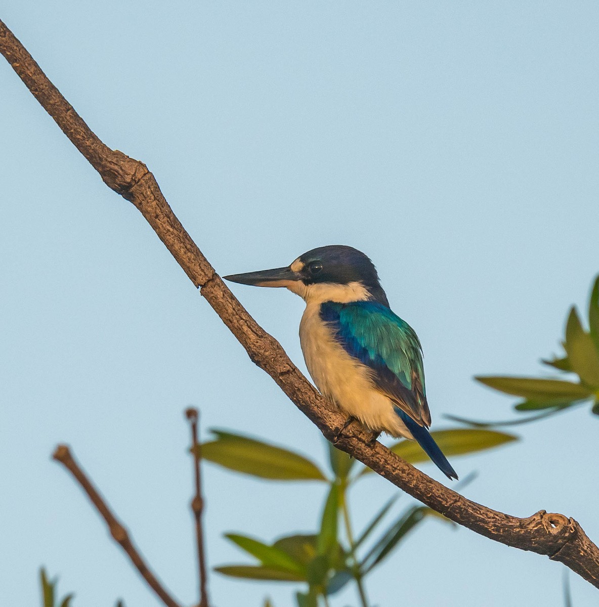 Forest Kingfisher - Louise Summerhayes