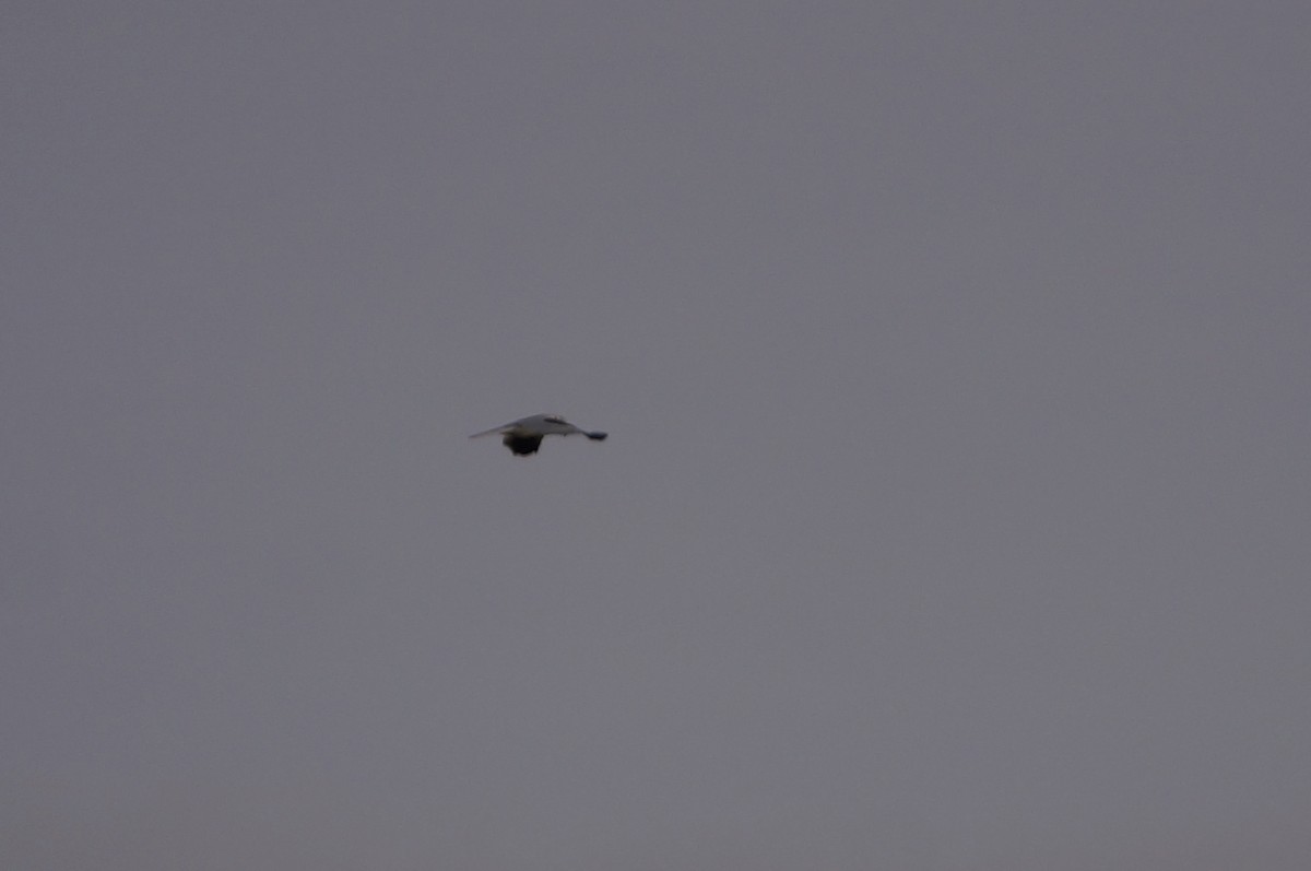 Northern Harrier - ML481017151