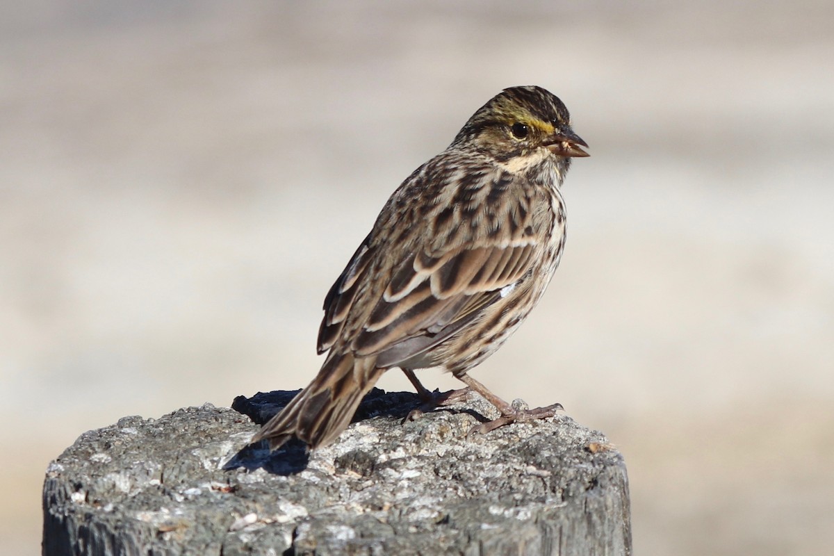 Savannah Sparrow - ML481017301