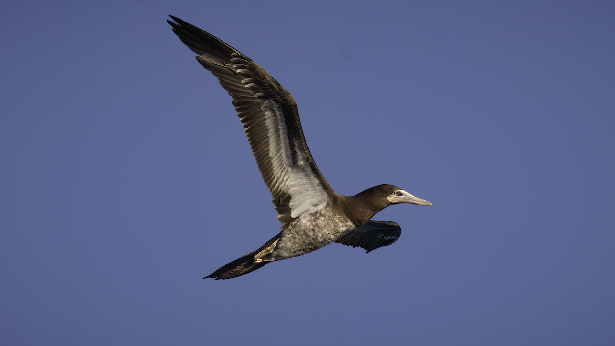 Brown Booby (Atlantic) - Markus Craig