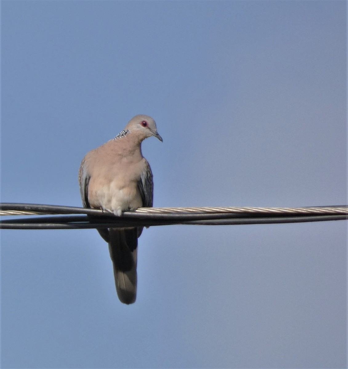 Spotted Dove - ML481019201