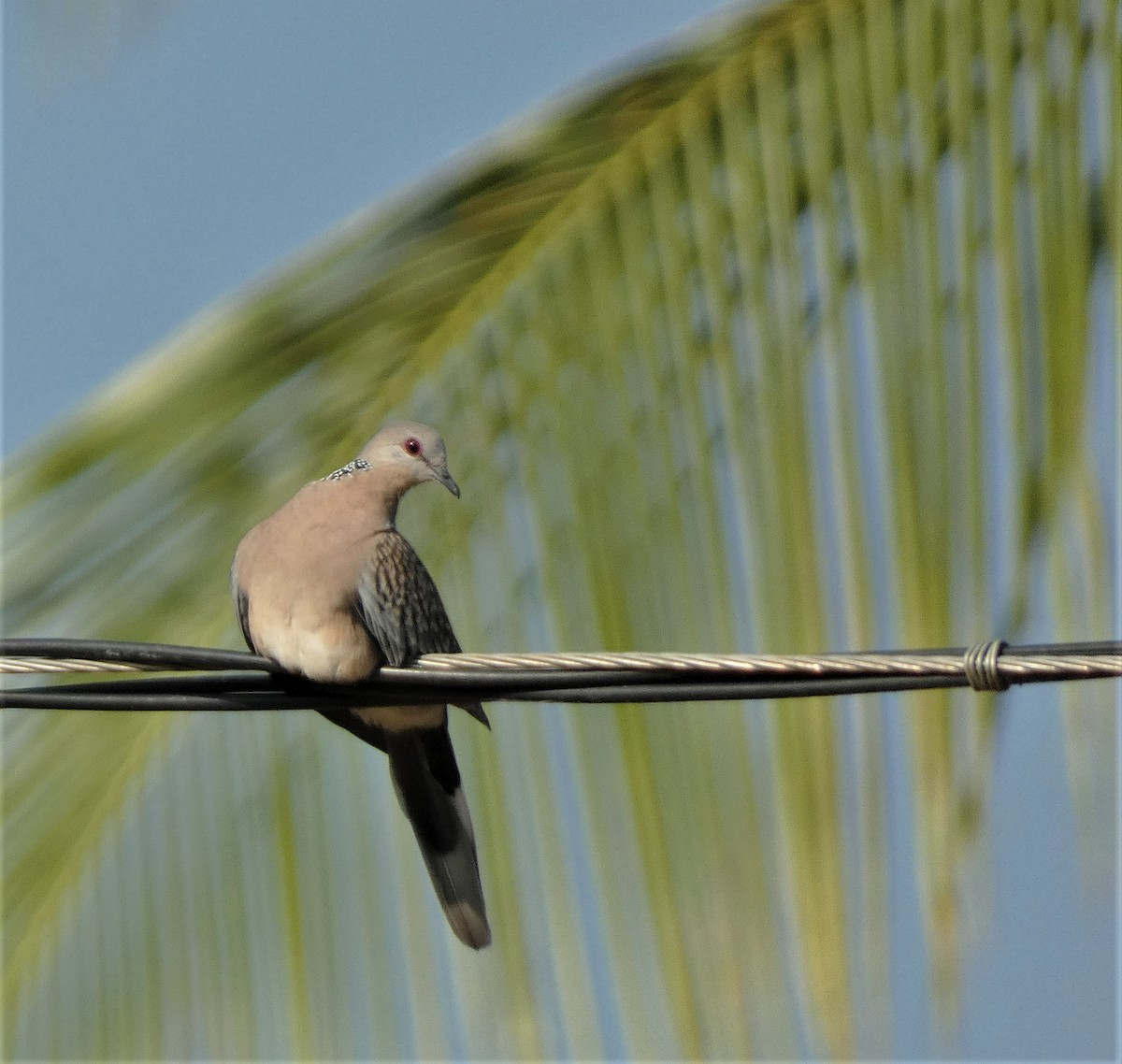 Spotted Dove - ML481019211