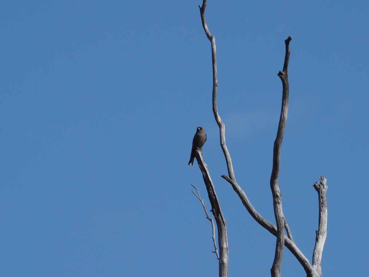 Dusky Woodswallow - ML481019641