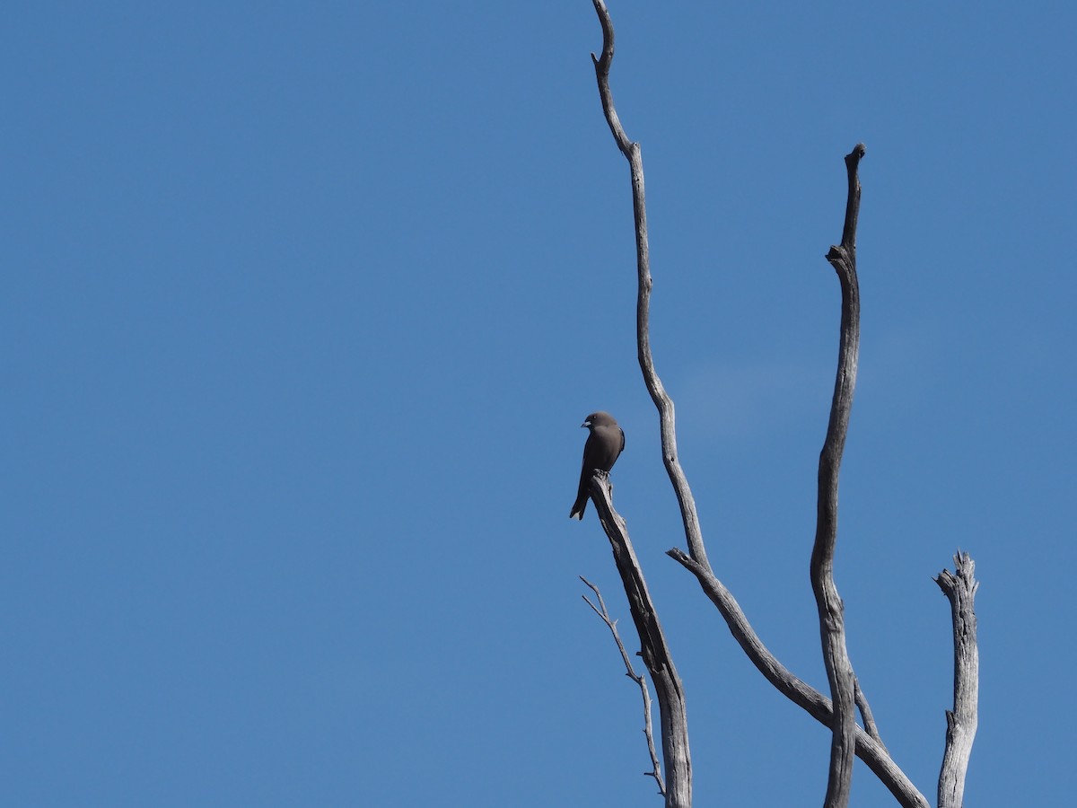 Dusky Woodswallow - ML481019651