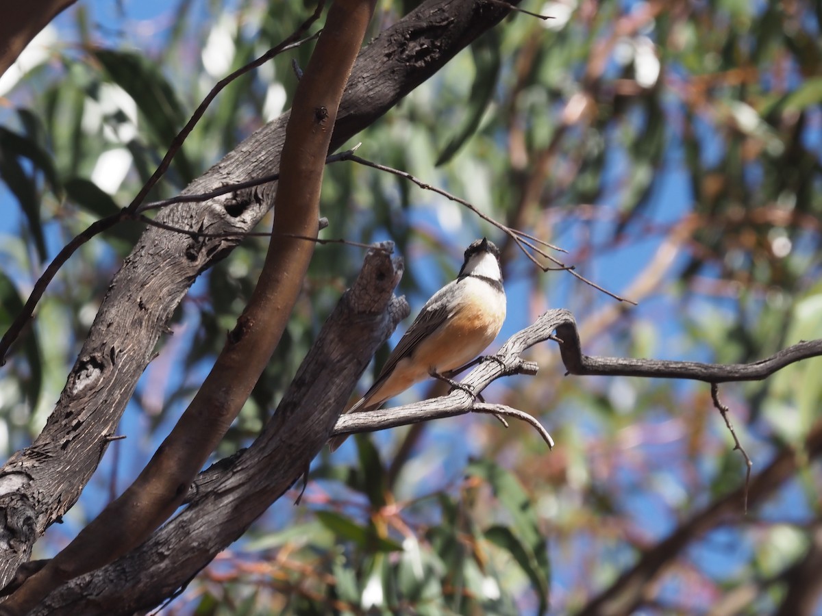 Rufous Whistler - ML481019661