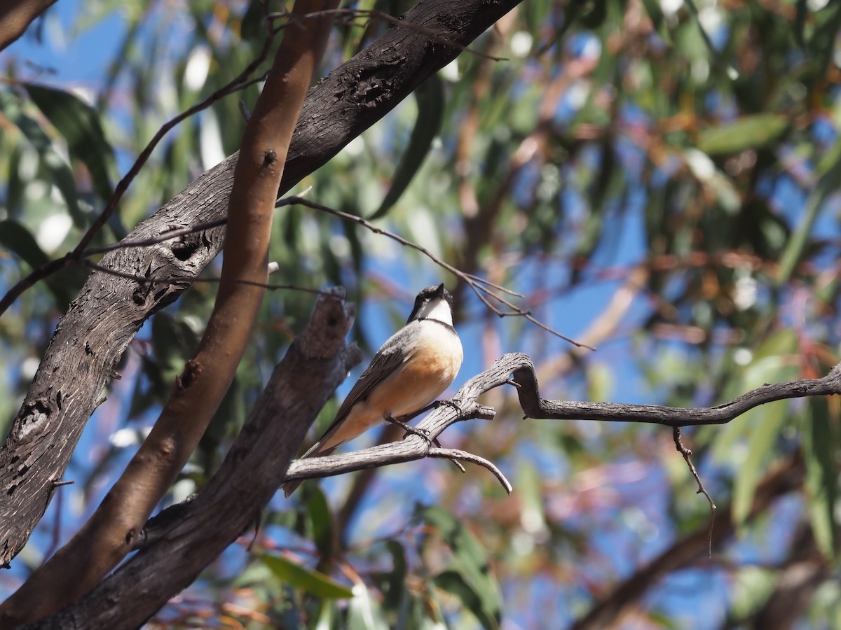 Rufous Whistler - ML481019671