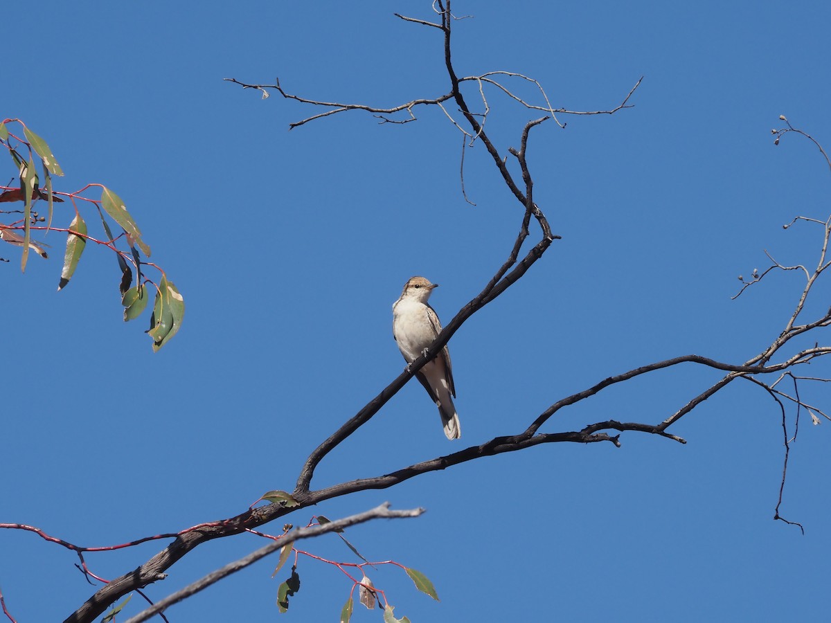 White-winged Triller - ML481019721