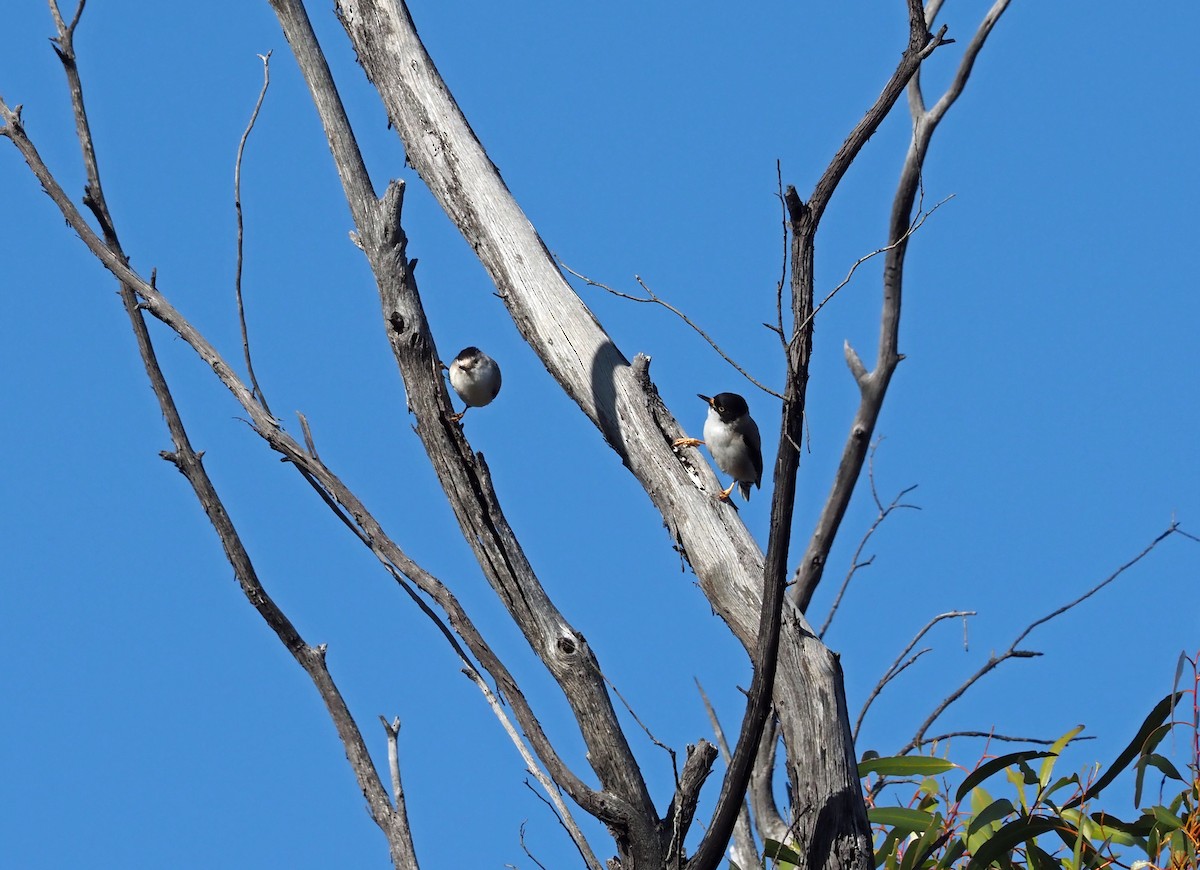 Varied Sittella - ML481019751