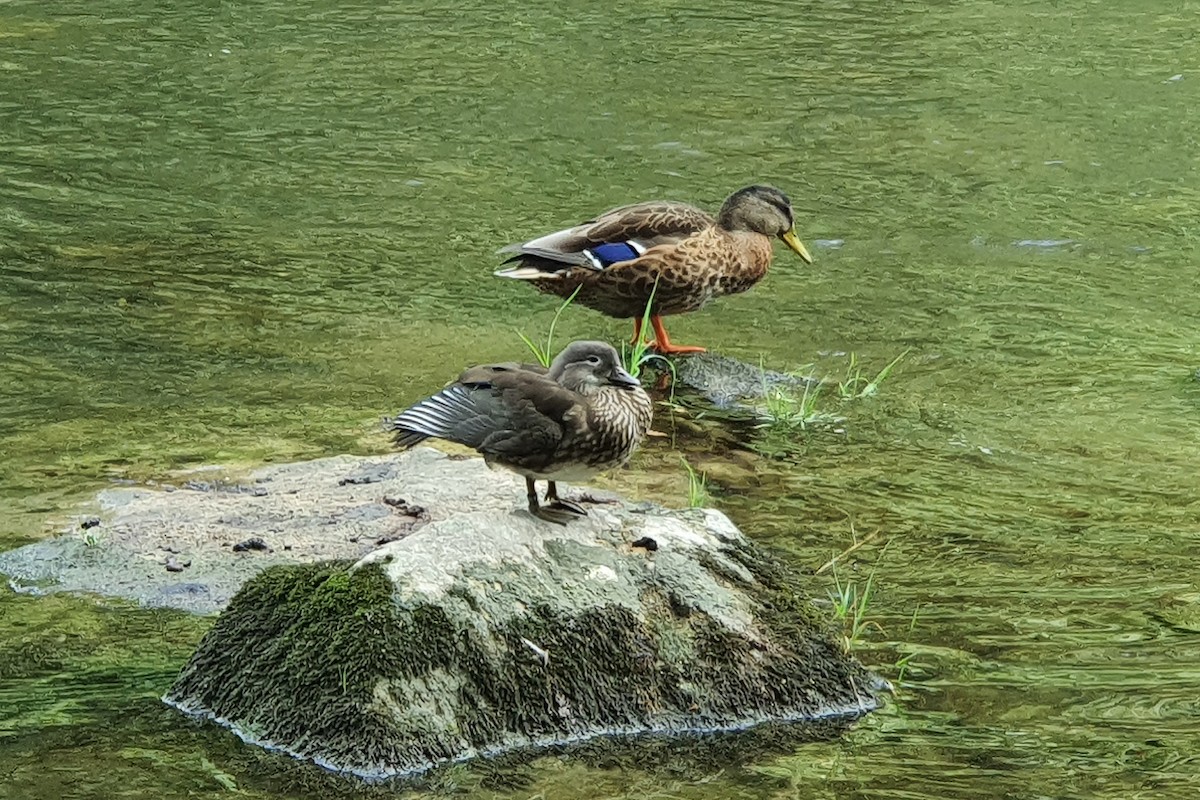 Mandarin Duck - Maryse Neukomm