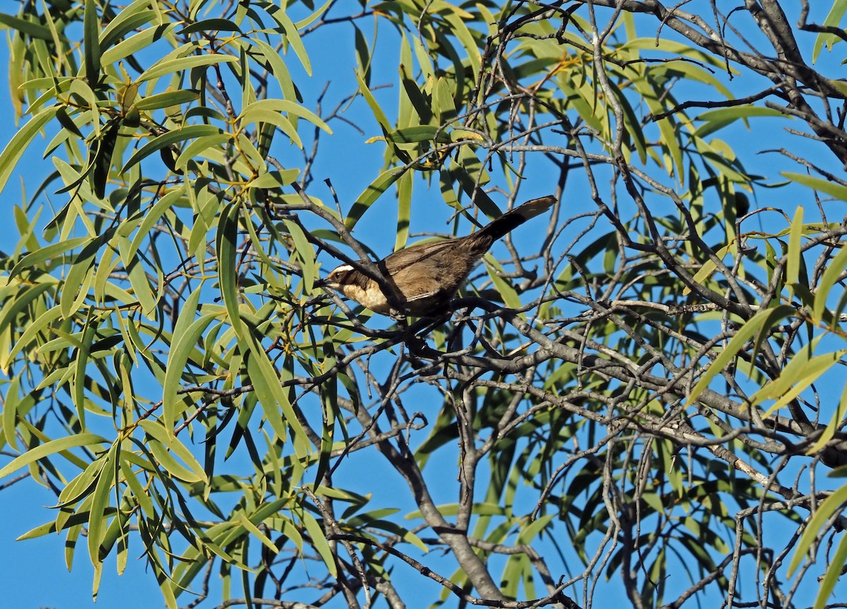 White-browed Babbler - ML481021301