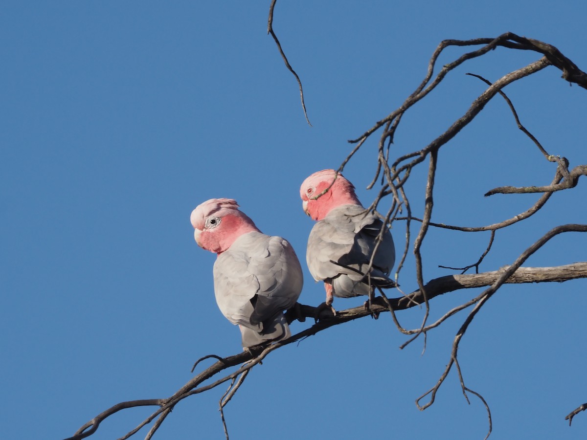 Galah - ML481021311