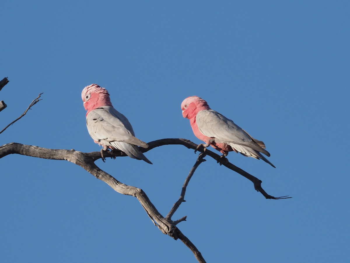 Galah - ML481021321