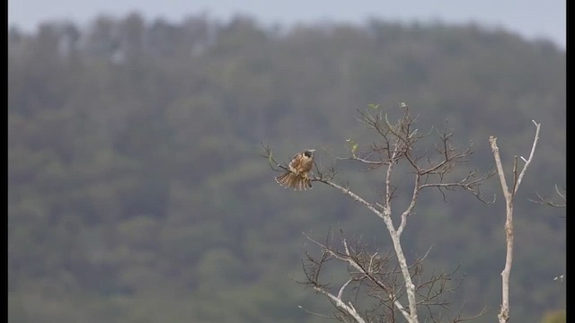 Australian Hobby - ML481021341