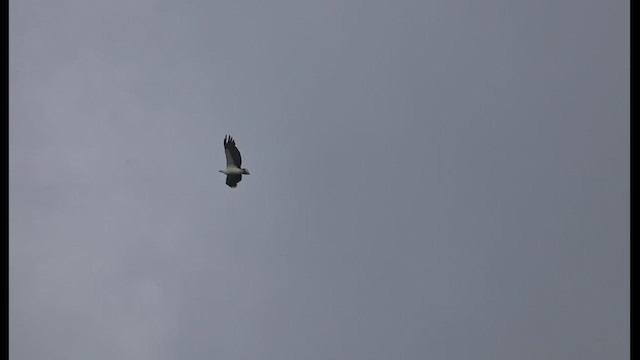 White-bellied Sea-Eagle - ML481021371