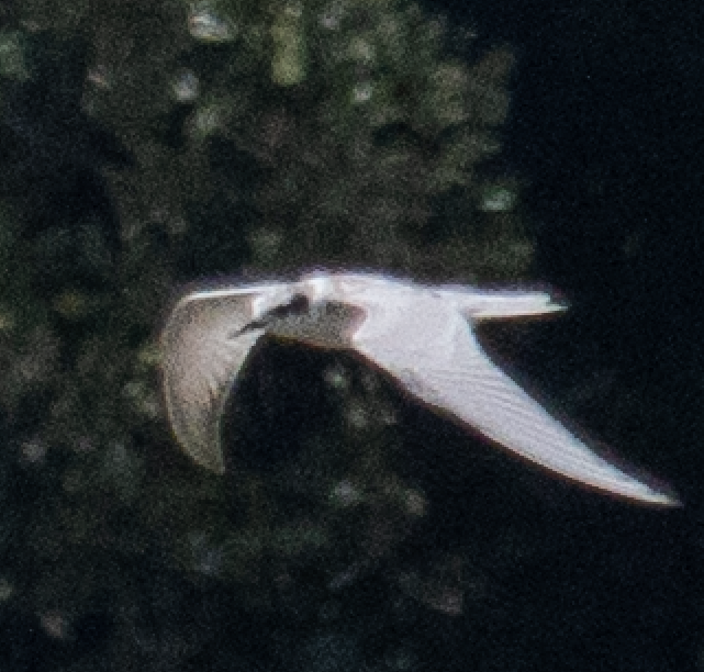 クロハラアジサシ - ML481021801