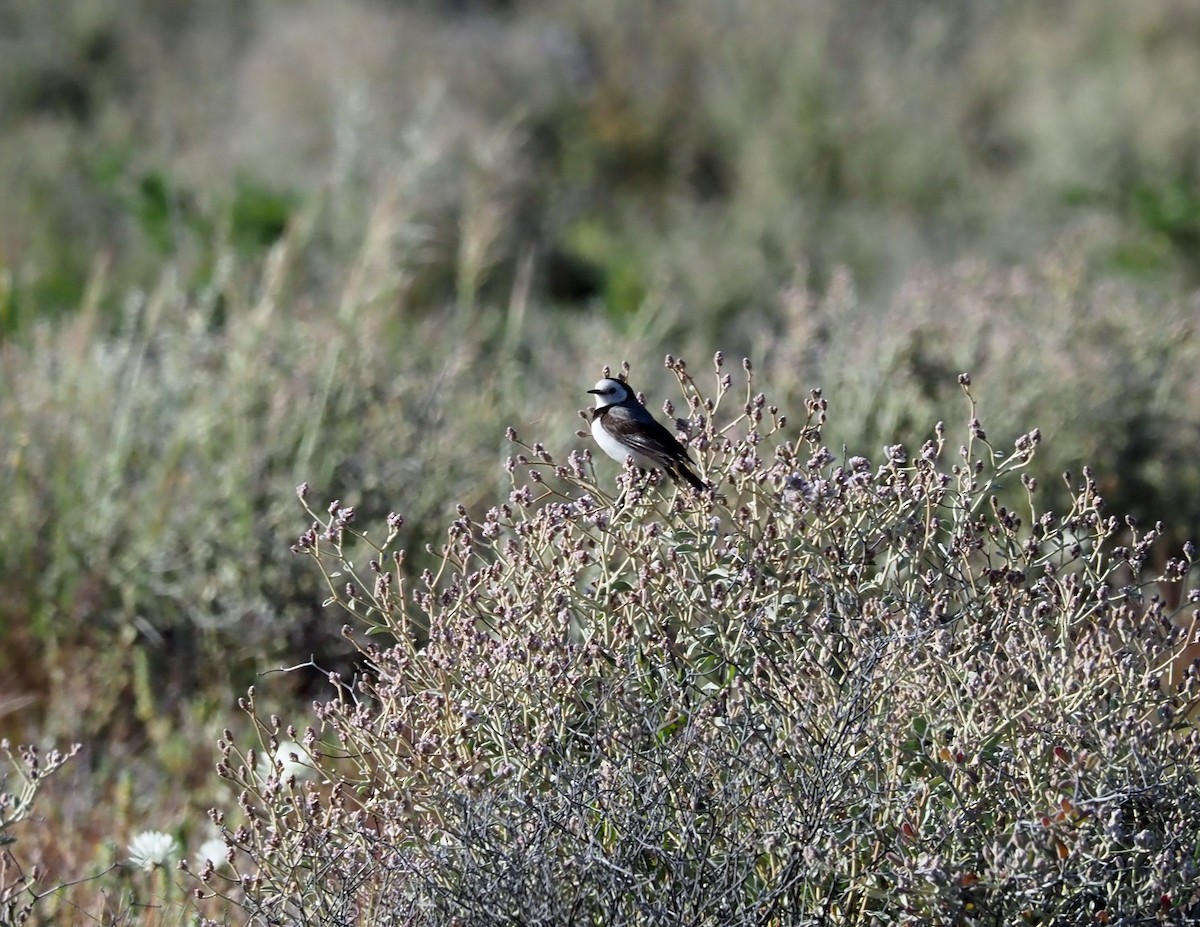 White-fronted Chat - ML481021951