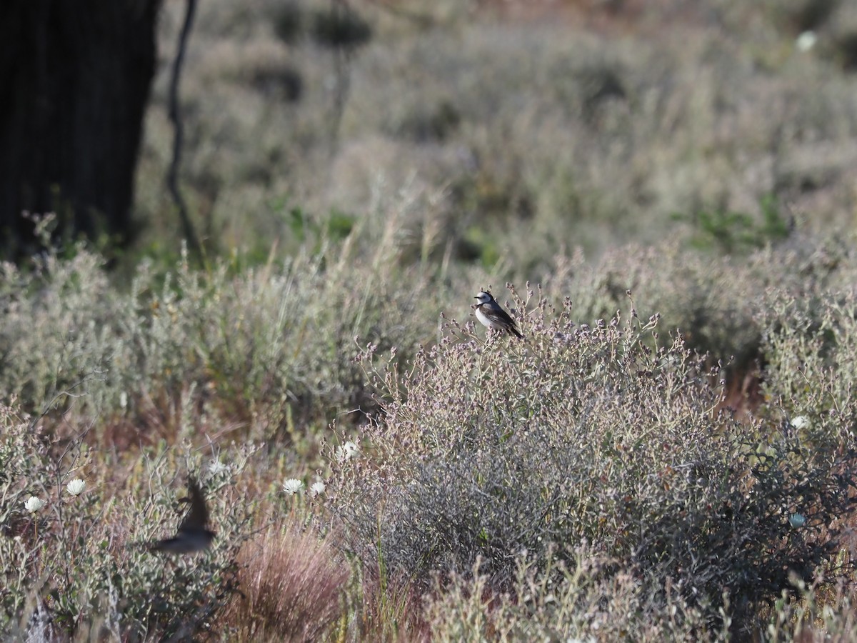White-fronted Chat - ML481021961