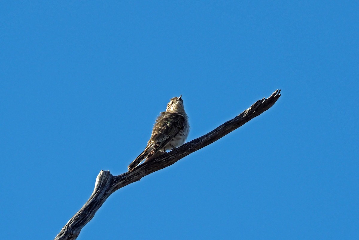 Horsfield's Bronze-Cuckoo - ML481021971