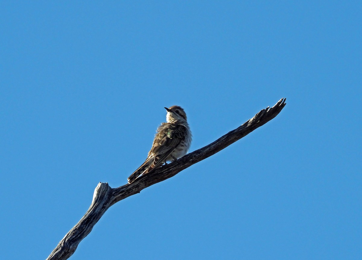 Horsfield's Bronze-Cuckoo - ML481021981