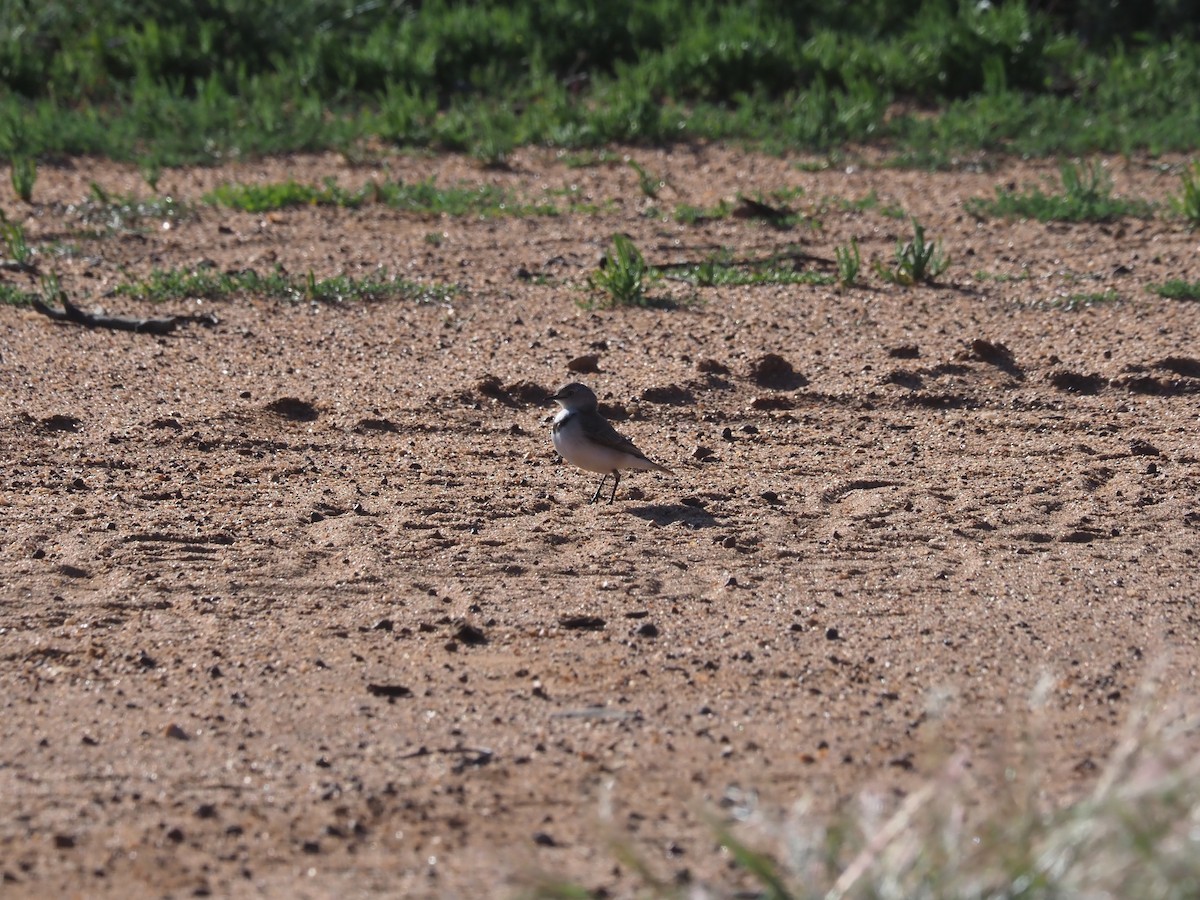 White-fronted Chat - ML481021991
