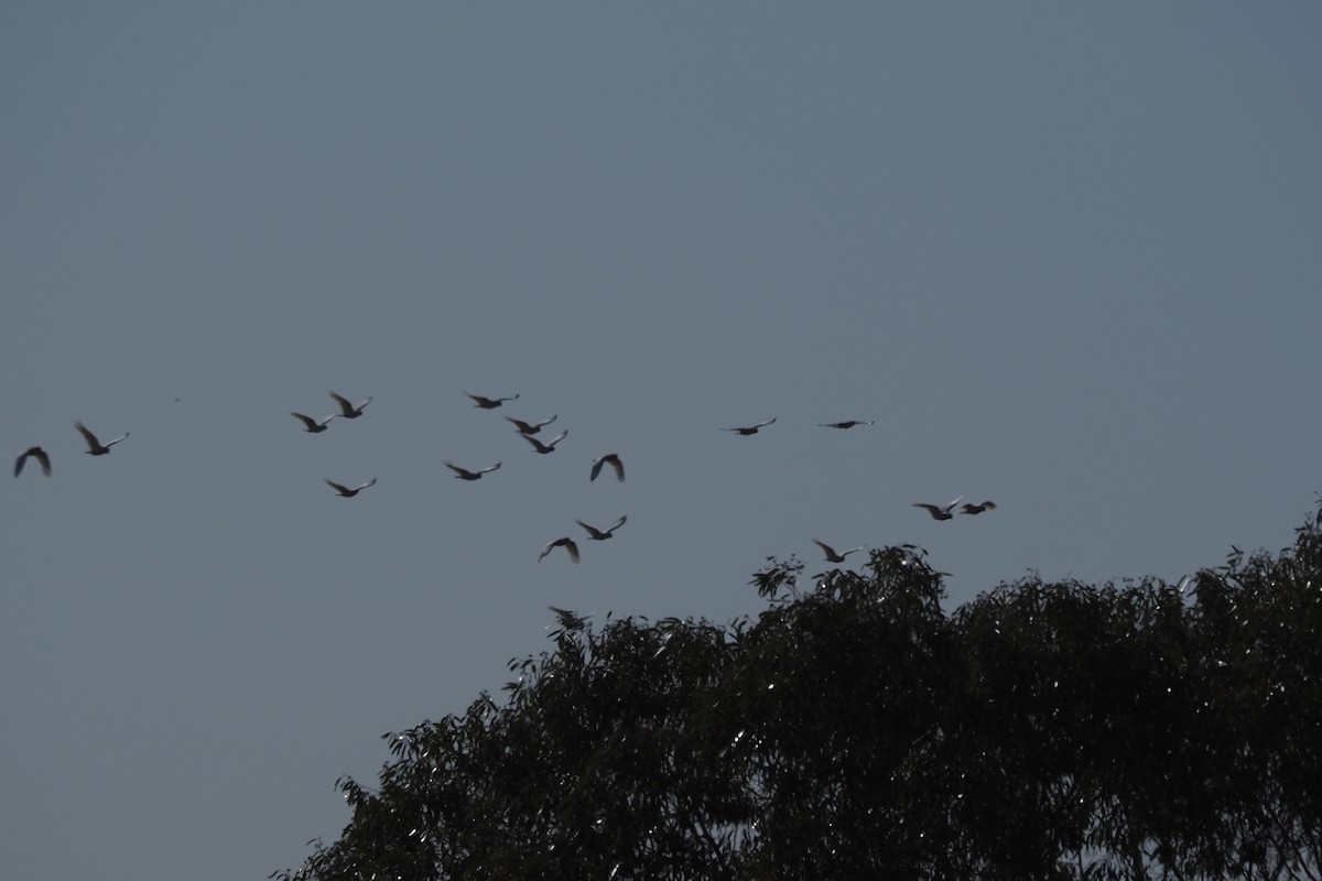Little Corella - ML481022031
