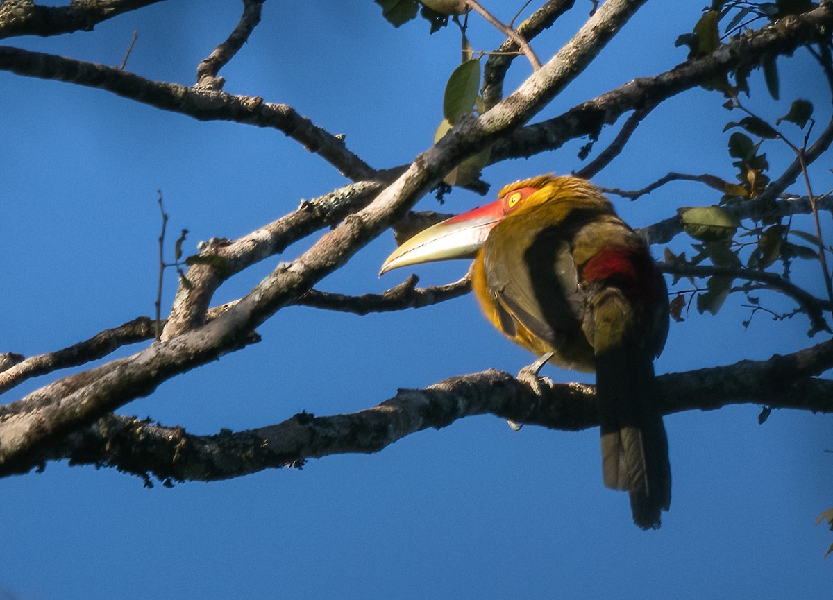 Saffron Toucanet - ML481022581