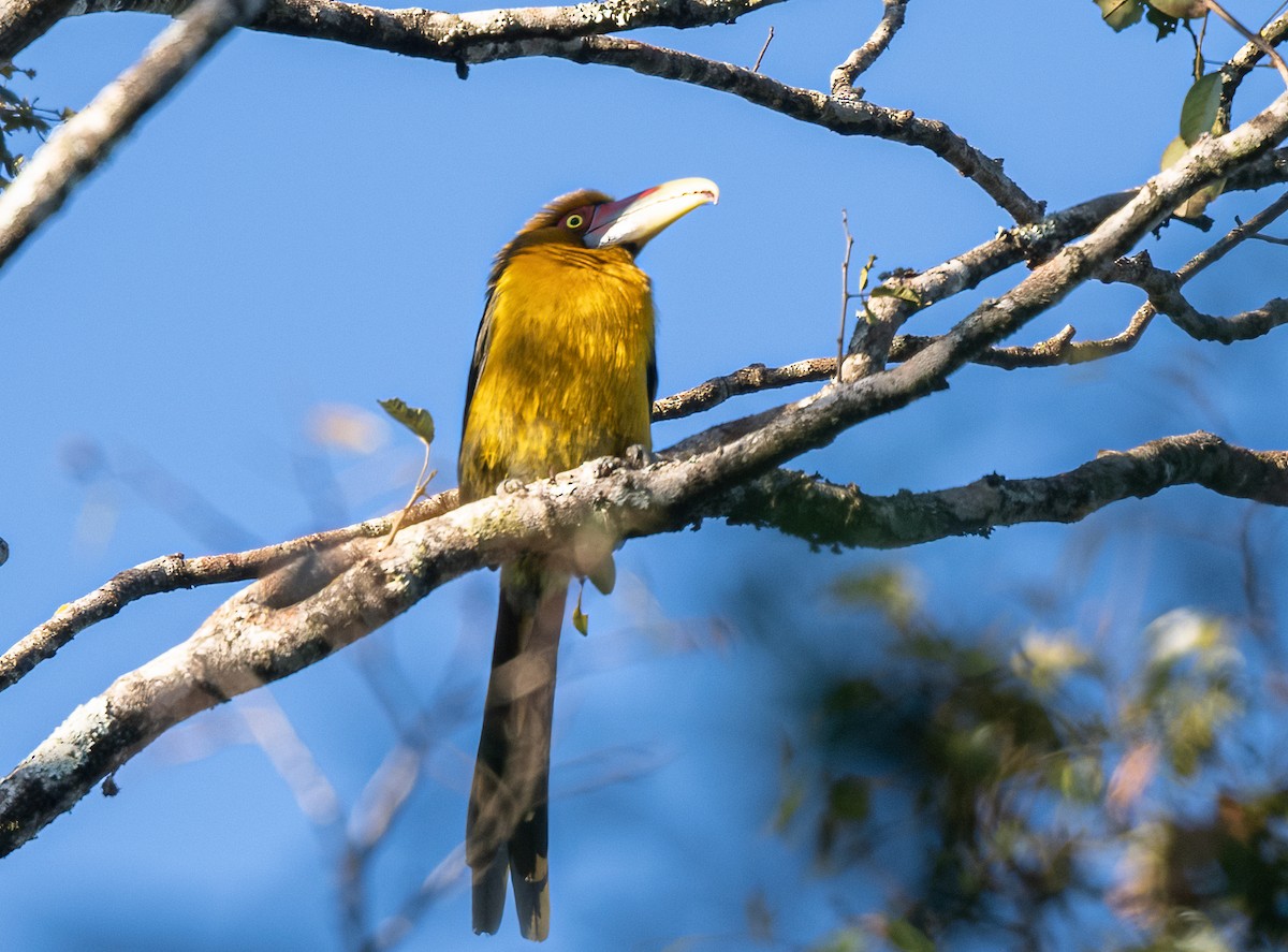 Saffron Toucanet - ML481022611