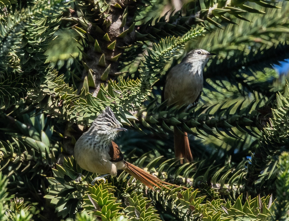 Araucaria Tit-Spinetail - ML481022881