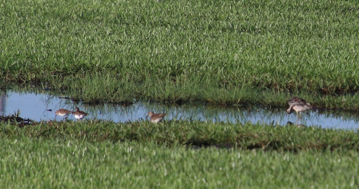 Short-billed Dowitcher - ML481025891