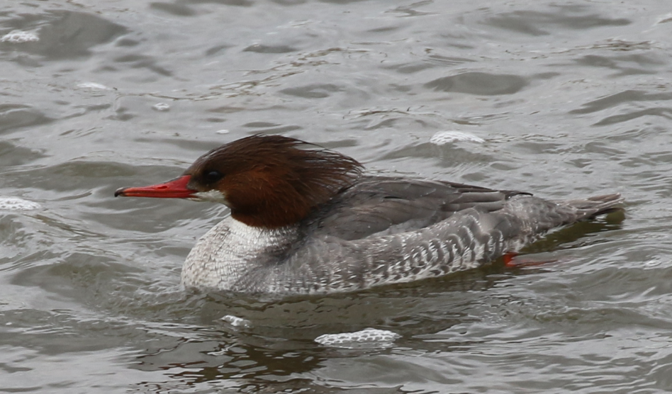 Gänsesäger - ML48102591