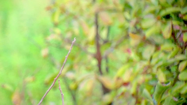 Gray-streaked Flycatcher - ML481026011