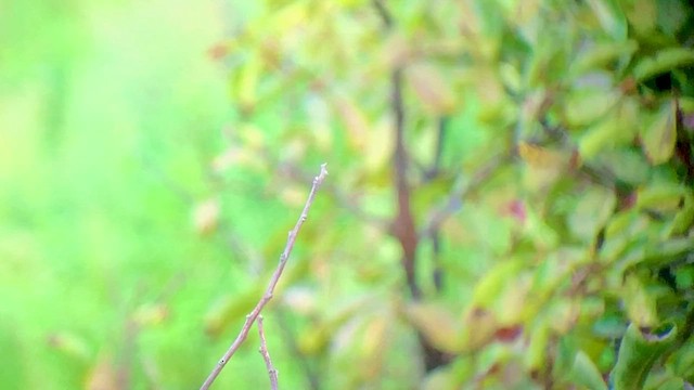 Gray-streaked Flycatcher - ML481026021