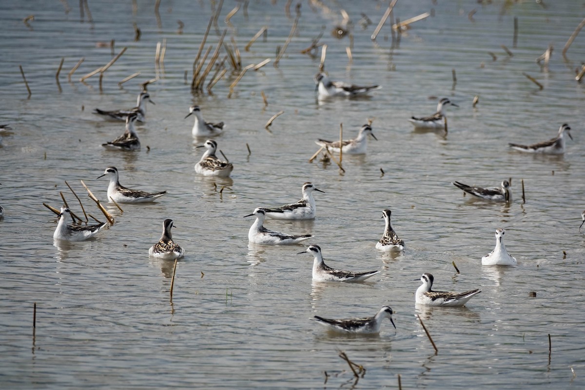 Red-necked Phalarope - ML481026141