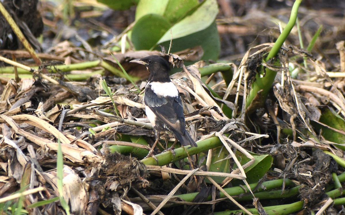 Rosy Starling - Sandeep Biswas