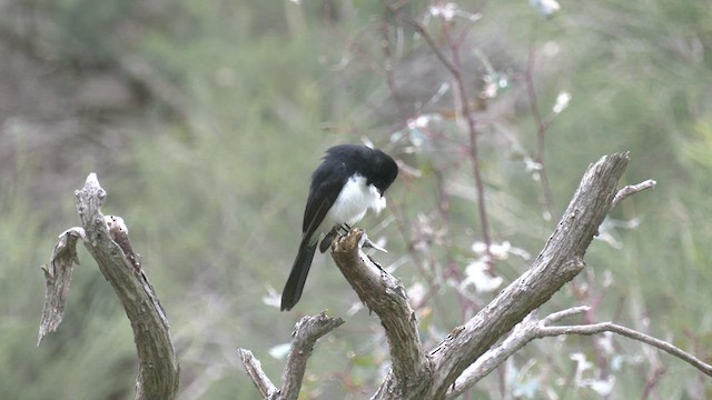 Willie-wagtail - ML481026901