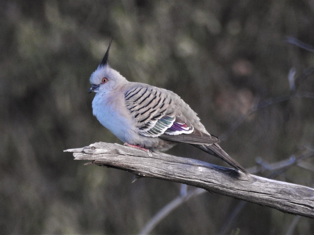 Crested Pigeon - ML481027541