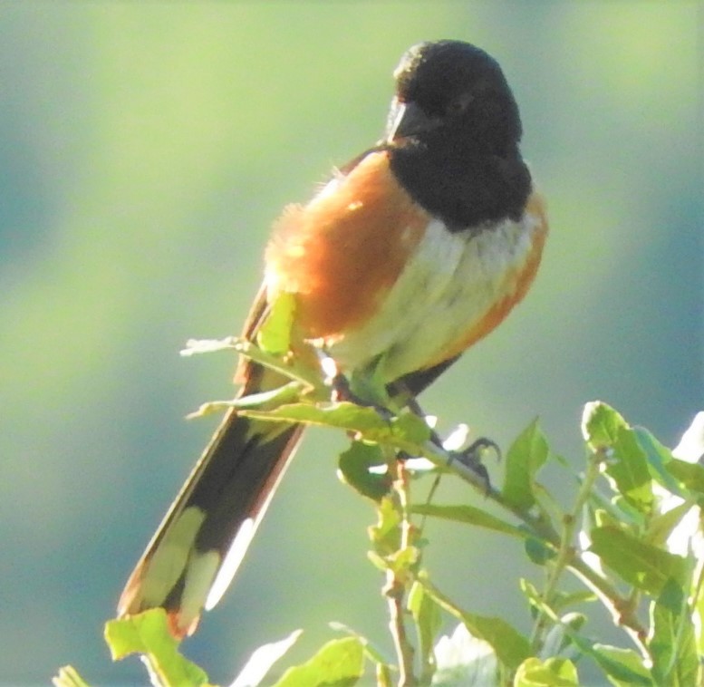 Spotted Towhee - ML481027661