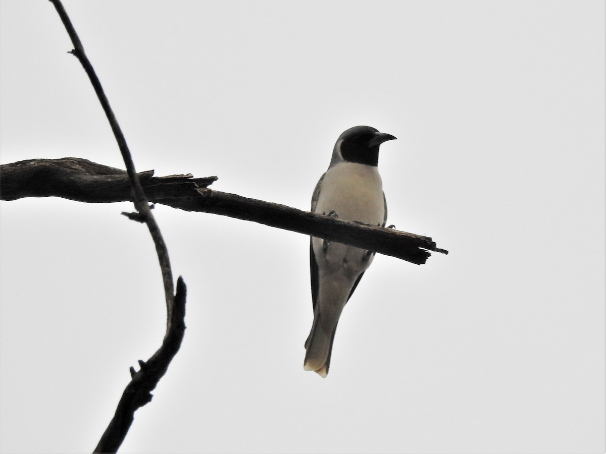 Masked Woodswallow - ML481028191
