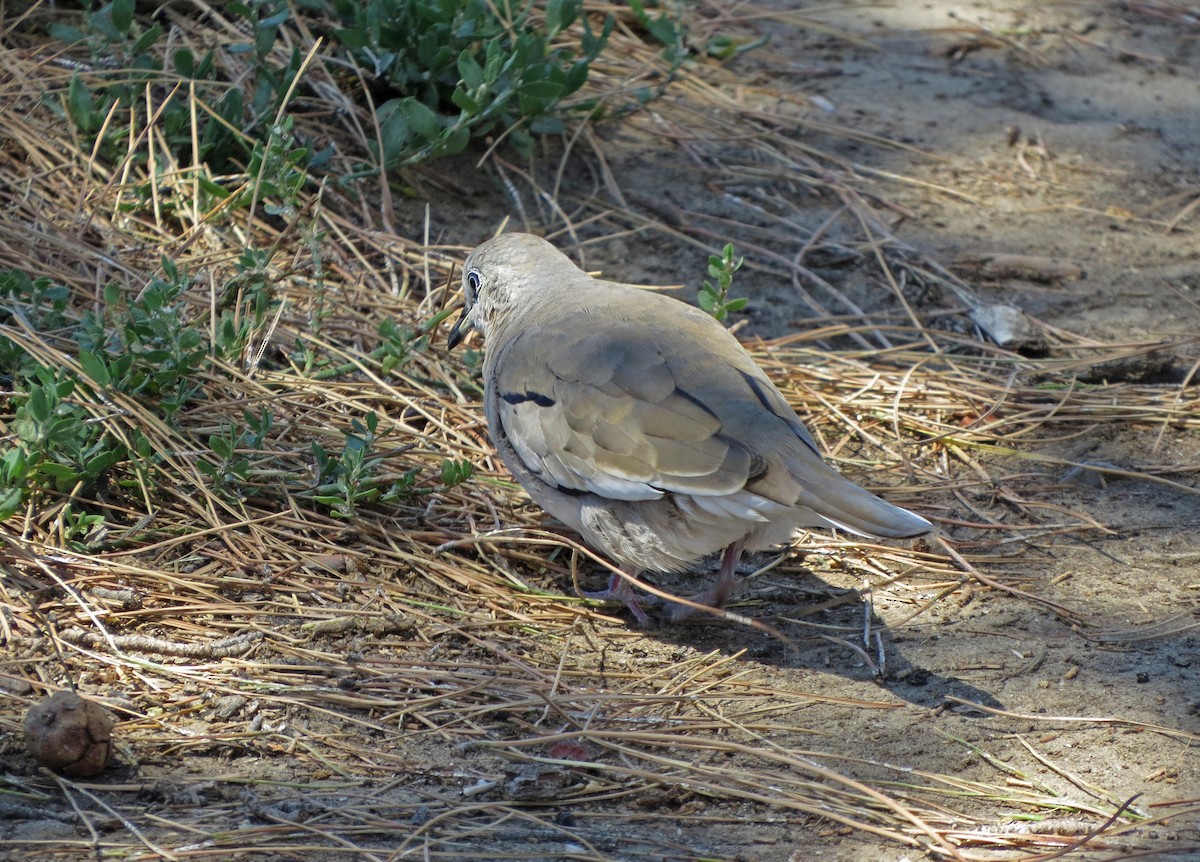 Picui Ground Dove - Tom Edell